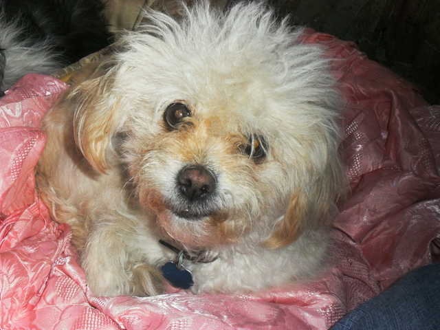 shihtzu mixed with poodle shihtzu mixed with poodle